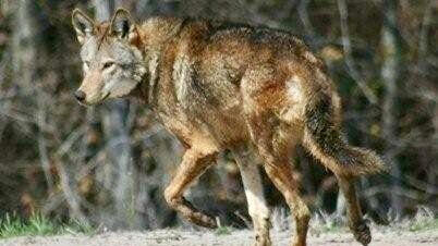 Image source: Screenshot of Red Wolf Species Survival Plan studbook (2013/14)